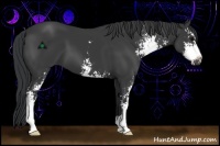 Horse Color:Black Sabino 
