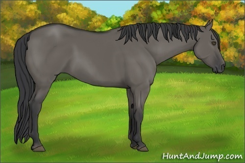 Horse Color:Grullo Rabicano