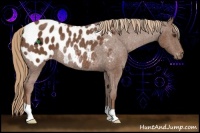 Horse Color:Chestnut Blanket Rabicano 