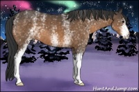 Horse Color:White Spotted Buckskin