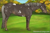 Horse Color:White Spotted Liver Chestnut 