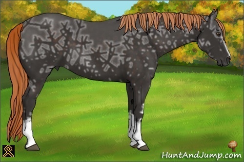 Horse Color:White Spotted Liver Chestnut Ice