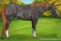 Horse Color:White Spotted Liver Chestnut Ice