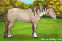 Horse Color:Grullo Pearl Sabino