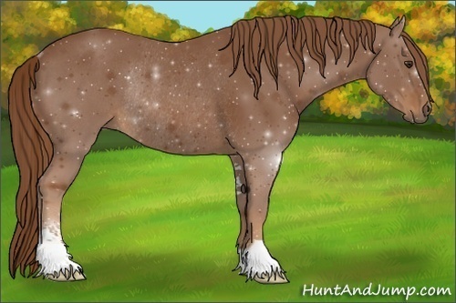 Horse Color:Chestnut Sabino Rabicano 