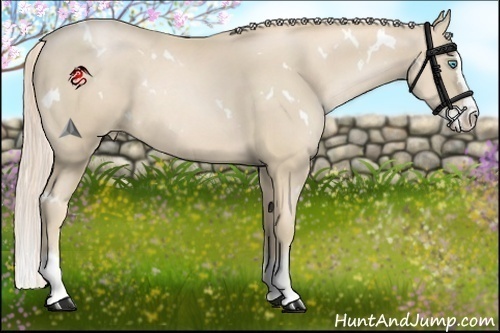 Horse Color:White Spotted Palomino Pearl Splash Rabicano