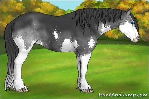 Horse Color:Black Splash