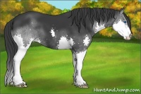 Horse Color:Black Splash