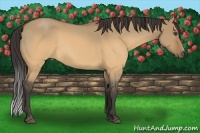 Horse Color:Buckskin Roan Dun 