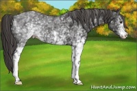 Horse Color:White Spotted Liver Chestnut 
