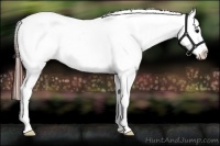 Horse Color:White Spotted Brown Appaloosa Rabicano 
