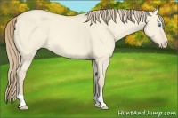 Horse Color:Perlino Dun 