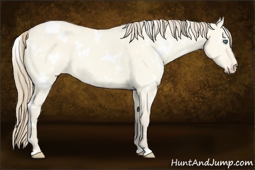 Horse Color:White Spotted Perlino Dun 