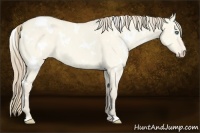 Horse Color:White Spotted Perlino Dun 