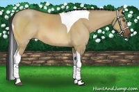 Horse Color:Bay Dun Sabino Tobiano 