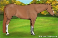 Horse Color:Chestnut 