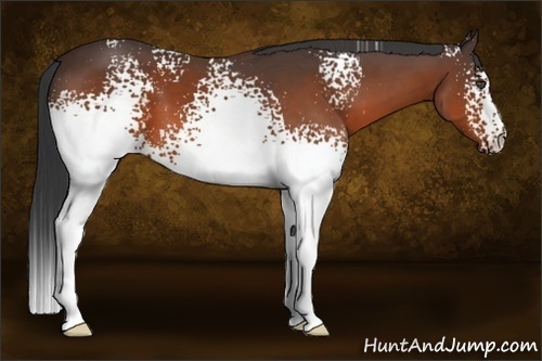 Horse Color:White Spotted Bay 