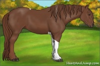 Horse Color:Chestnut Tobiano
