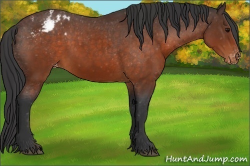 Horse Color:Brown Appaloosa 