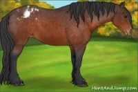 Horse Color:Brown Appaloosa 