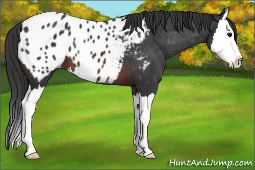 Horse Color:Brown Sabino Splash Blanket 