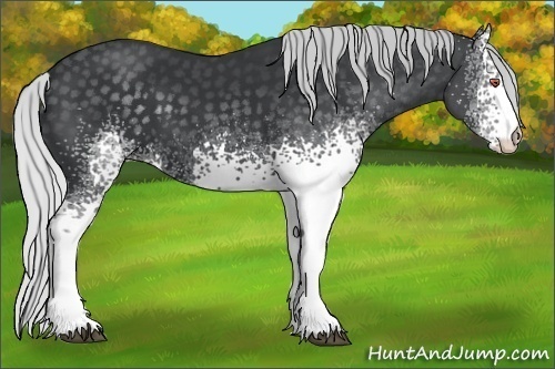 Horse Color:White Spotted Silver Black Chinchilla 