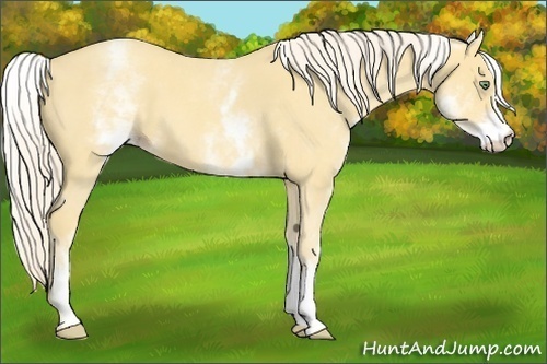 Horse Color:White Spotted Gold Cream Champagne Roan