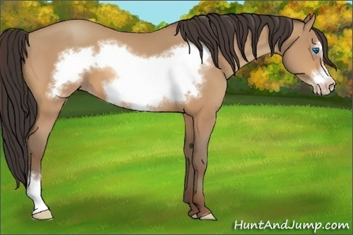Horse Color:Amber Champagne Frame 