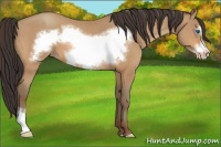 Horse Color:Amber Champagne Frame