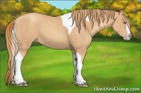 Horse Color:Gold Champagne Splash Tobiano