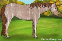 Horse Color:Red Ice Roan 