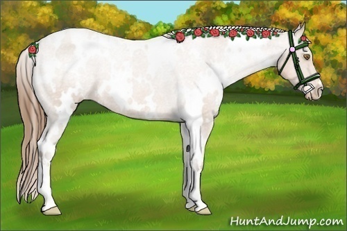 Horse Color:White Spotted Bay Pearl Appaloosa