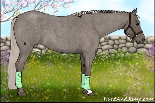 Horse Color:Silver Blue Roan 