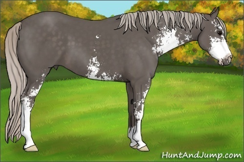 Horse Color:Silver Black Sabino 