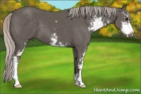 Horse Color:Silver Black Sabino 