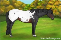 Horse Color:Brown Appaloosa Rabicano 