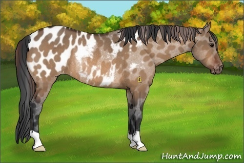 Horse Color:Bay Dun Appaloosa Rabicano 