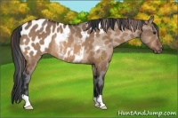 Horse Color:Bay Dun Appaloosa Rabicano 