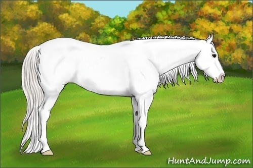 Horse Color:Silver Black Appaloosa Rabicano 