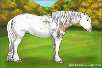 Horse Color:Silver Smoky Black Sabino 