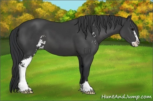Horse Color:Black Sabino