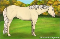 Horse Color:Gold Cream Champagne Dun 