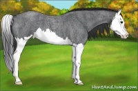Horse Color:Blue Roan Splash 