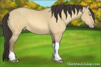 Horse Color:Amber Cream Champagne Dun 