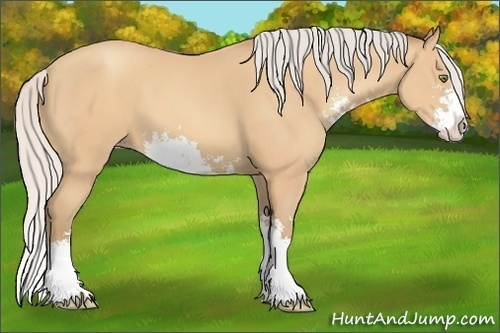 Horse Color:Silver Amber Champagne Sabino Splash 