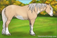 Horse Color:Silver Amber Champagne Sabino Splash 
