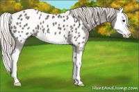 Horse Color:Silver Blue Roan Splash Appaloosa 