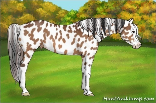 Horse Color:Bay Splash Appaloosa 