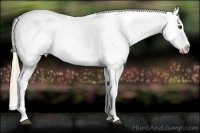 Horse Color:Palomino Appaloosa