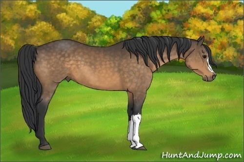 Horse Color:Buckskin 
